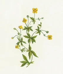 Blutwurz, Tormentilla Officinalis